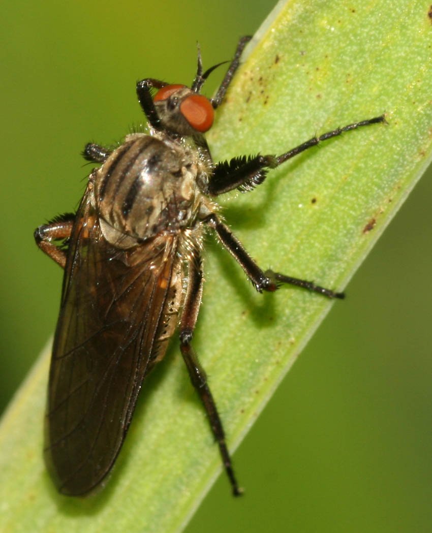 Empis aestiva  F  (Empididae)